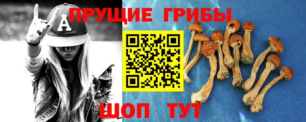 Псилоцибиновые грибы Psilocybe  Вход с VPN  наркошоп  Карачаевск 